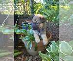 Pumpkins Litter Cider - Located in SC - Female Mutt Dog for Adoption - Small photo