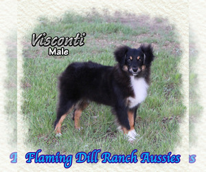 Miniature Australian Shepherd Puppy for sale in FORESTBURG, TX, USA