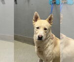 Small German Shepherd Dog-Siberian Husky Mix