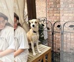 Small Photo #7 Basenji Puppy For Sale in Dallas, TX, USA