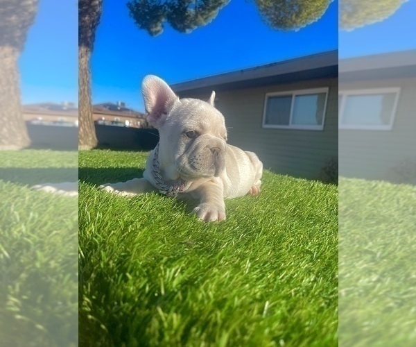 Medium Photo #12 French Bulldog Puppy For Sale in ATLANTA, GA, USA