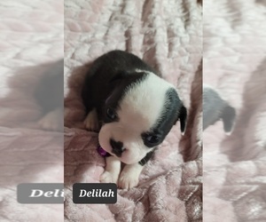 Boston Terrier Puppy for sale in POMEROY, OH, USA