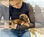 Small Photo #7 Shih Tzu Puppy For Sale in LAWRENCEVILLE, GA, USA