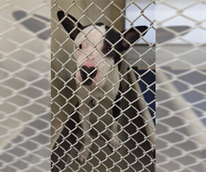 Mutt Dogs for adoption in Sanford, FL, USA