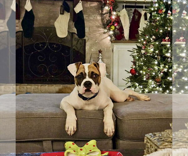 Medium Photo #8 Boxer-Unknown Mix Puppy For Sale in Dumont, NJ, USA