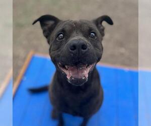 American Staffordshire Terrier-Unknown Mix Dogs for adoption in San Antonio, TX, USA