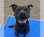 Small American Staffordshire Terrier Mix