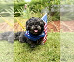 Small #2 Shih Tzu