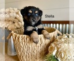 Small #5 Miniature American Shepherd