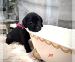 Puppy Jet Labrador Retriever