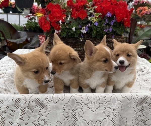 Medium Photo #6 Pembroke Welsh Corgi Puppy For Sale in OWEN, WI, USA