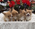 Small #5 Pembroke Welsh Corgi