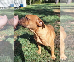 Dolly - Female Bulldog-Unknown Mix Dog for Adoption - Photo #4