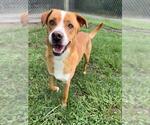 Small #1 Labrador Retriever Mix