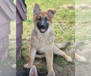 German Shepherd Dog Puppy for sale in CRANSTON, RI, USA