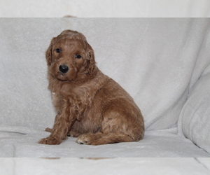 Goldendoodle Puppy for sale in FRESNO, OH, USA