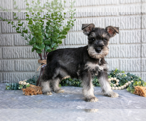 Medium Photo #1 Schnauzer (Miniature) Puppy For Sale in BALTIC, OH, USA