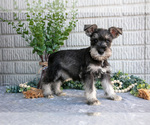 Puppy Jill Schnauzer (Miniature)