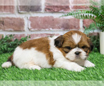Small #11 Shih Tzu