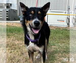 Small #1 Australian Shepherd Mix