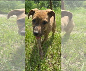 Aurora - Female Black Mouth Cur-Unknown Mix Dog for Adoption - Photo #11