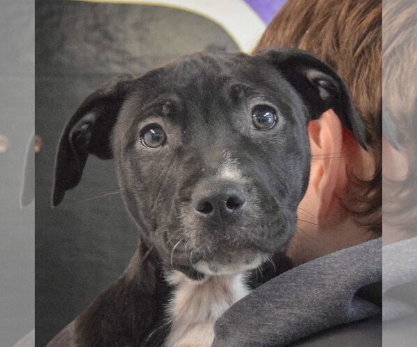 Medium Photo #2 American Staffordshire Terrier-Boxer Mix Puppy For Sale in Huntley, IL, USA