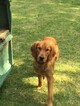 Small Photo #1 Golden Retriever Puppy For Sale in PAHRUMP, NV, USA