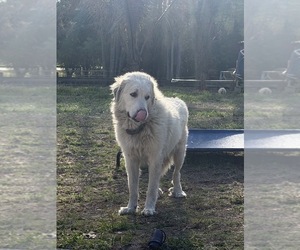Mother of the Great Pyrenees puppies born on 03/05/2026