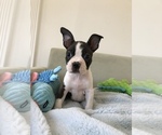 Small Photo #16 Boston Terrier Puppy For Sale in SYLMAR, CA, USA