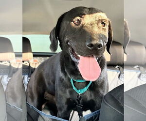Labrador Retriever-Unknown Mix Dogs for adoption in San Diego, CA, USA