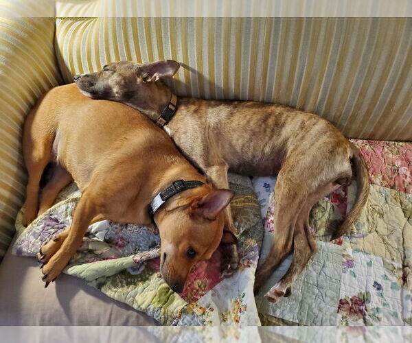 Medium Photo #4 Chihuahua-Unknown Mix Puppy For Sale in Pensacola, FL, USA