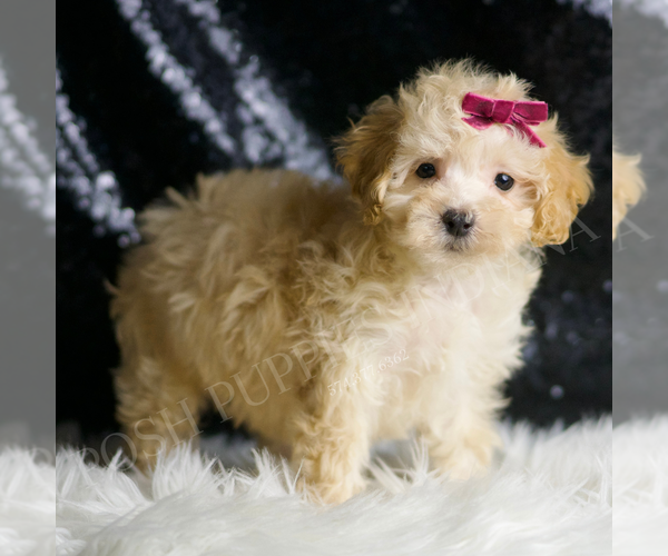 Medium Photo #136 Maltipoo Puppy For Sale in WARSAW, IN, USA