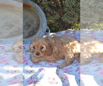 Small #3 Cavapoo