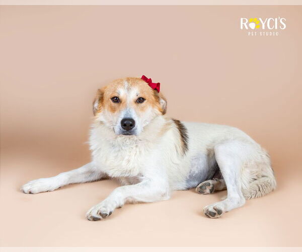 Medium Photo #8 Australian Shepherd-Unknown Mix Puppy For Sale in Sandy, UT, USA