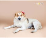 Small #7 Australian Shepherd Mix