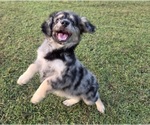 Small #2 Aussiedoodle