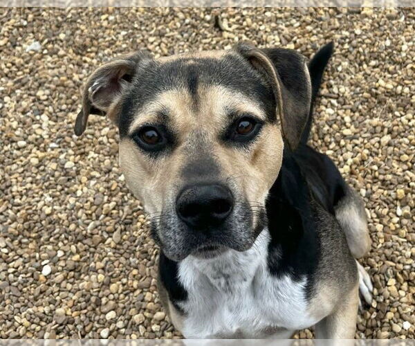 Medium Photo #5 Mutt Puppy For Sale in Anniston, AL, USA