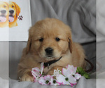 Small Photo #4 Golden Retriever Puppy For Sale in NEW HOLLAND, PA, USA