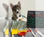 Small #5 Pomsky-Shiba Inu Mix