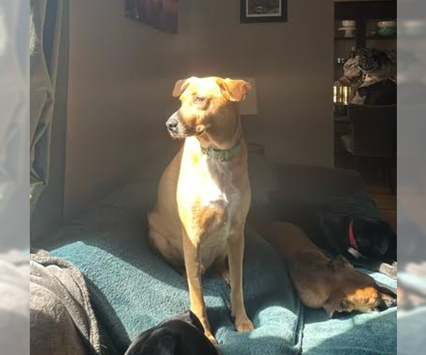 Medium Photo #10 Labrador Retriever-Unknown Mix Puppy For Sale in Brooklyn Center, MN, USA