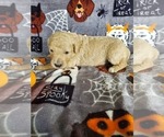 Small Photo #8 Poodle (Standard) Puppy For Sale in LUTZ, FL, USA