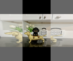 AKC Diamond - Female Dachshund Puppy for Sale - Small photo