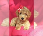 Small Photo #8 Labradoodle Puppy For Sale in LANCASTER, PA, USA