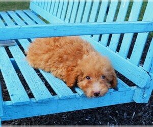 Poodle (Toy) Puppy for sale in BARNESVILLE, KS, USA