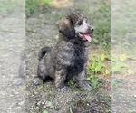 Small Photo #1 Poodle (Standard) Puppy For Sale in PLEASANT HILL, MO, USA