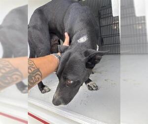 Labrador Retriever-Unknown Mix Dogs for adoption in Houston, TX, USA