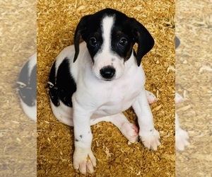 Bluetick Coonhound Puppy for Sale in PETALUMA, California USA