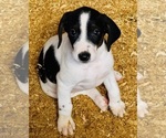 Small Bluetick Coonhound