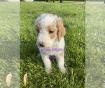 Small Photo #2 Labradoodle Puppy For Sale in CORYDON, IN, USA