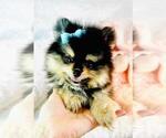 Small #17 Pomeranian